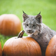 Illustration for article titled Canada Lynx Cub Celebrates Autumn by Nomming Pumpkins